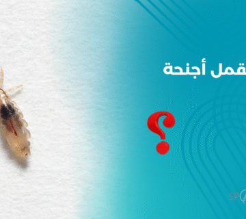 صورة توضح قملة صغيرة بدون أجنحة ، لتوضيح أن القمل لا يطير بل ينتقل بالتلامس المباشر – مركز سبوتلس هير