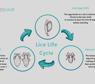 Head lice life cycle