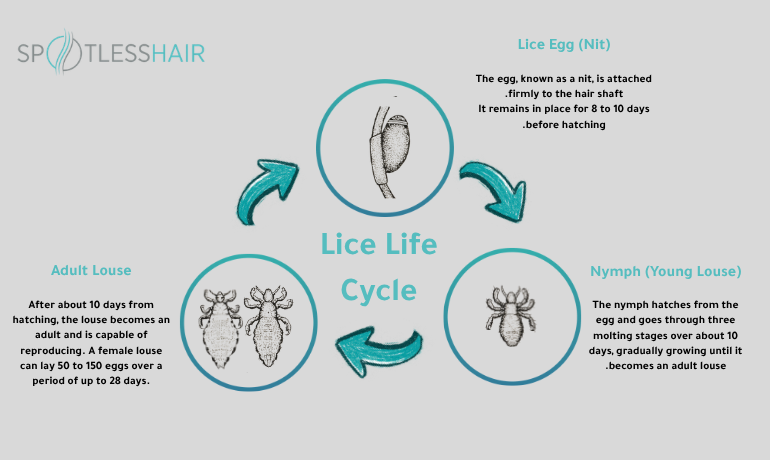 Head lice life cycle