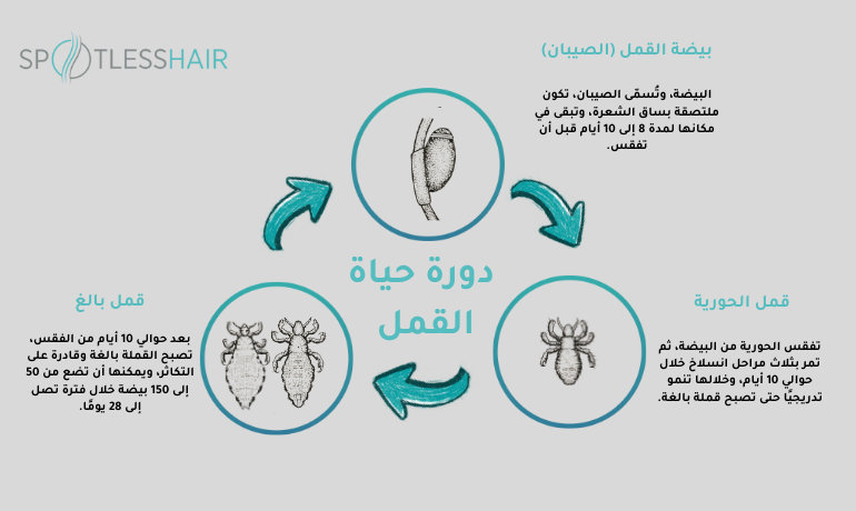 دورة حياة القمل و شكله