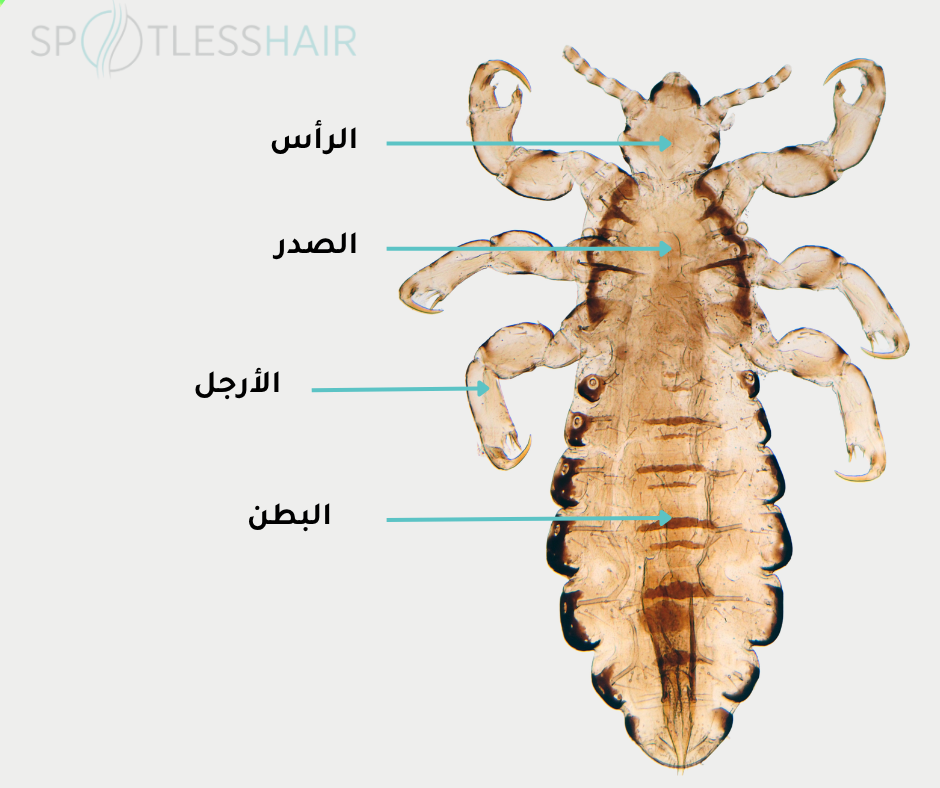 تركيب جسم القملة