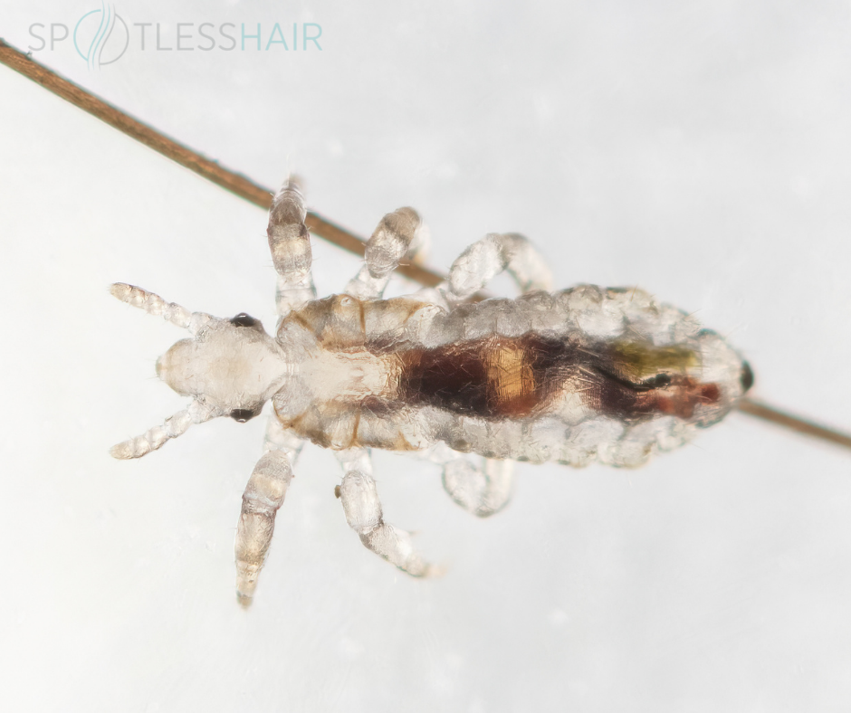 شكل القمل الصغير