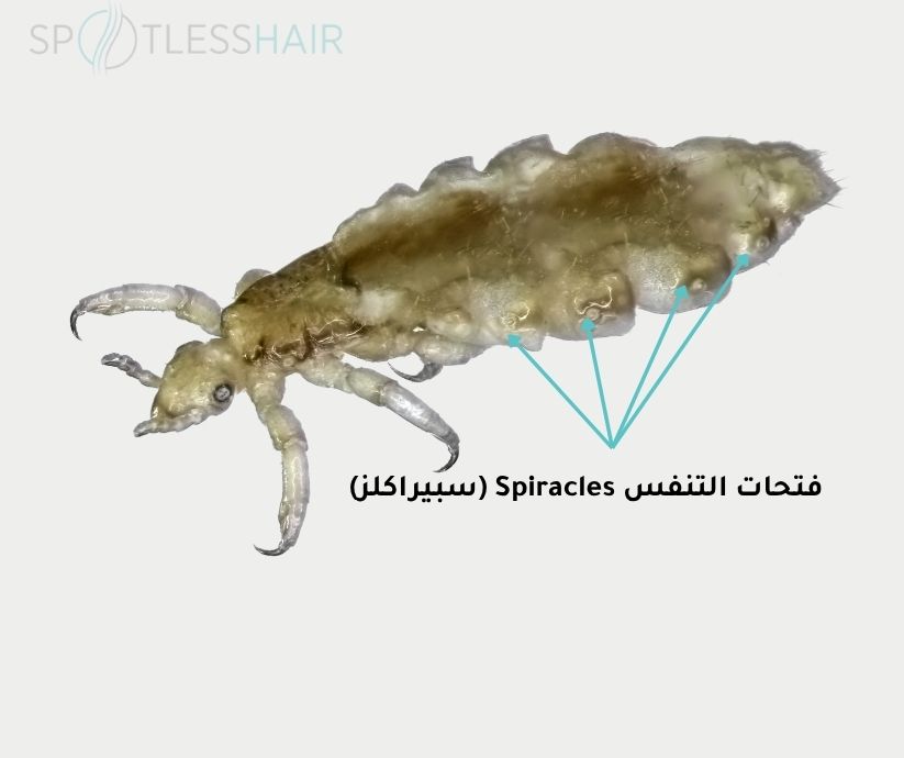 كيف يتنفس القمل بالصور